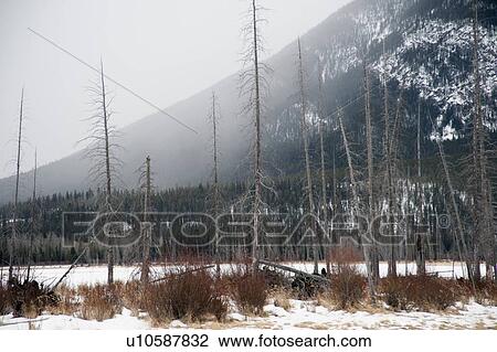 Winter scene; Banff, Alberta, Canada View Large Photo Image Stock Image - Winter scene; Banff, Alberta, Canada. Fotosearch