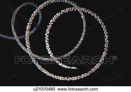 Stock Image - Wire Coral, Fiji. Fotosearch