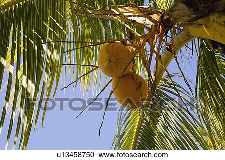 Yellow coconuts on a palm tree View Large Photo Image Stock Image - Yellow coconuts on a palm tree. Fotosearch