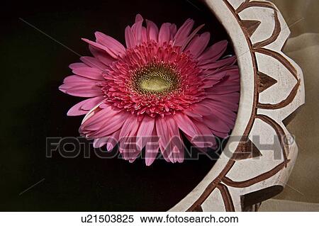 Stock Photography - A pink flower. Fotosearch