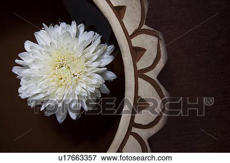 Stock Photo - A white flower. Fotosearch