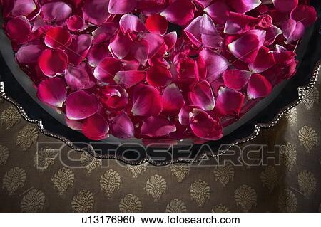 Flower petals View Large Photo Image Stock Image - Flower petals. Fotosearch