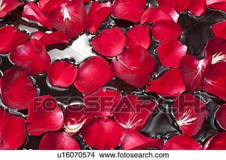 Picture - Rose petals in water. Fotosearch