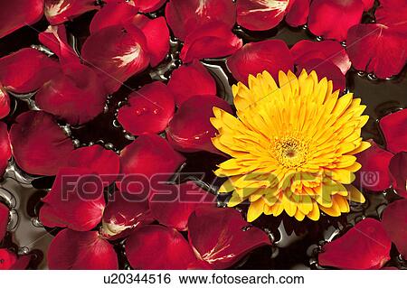 Rose petals with a flower View Large Photo Image Stock Photograph - Rose petals with a flower. Fotosearch