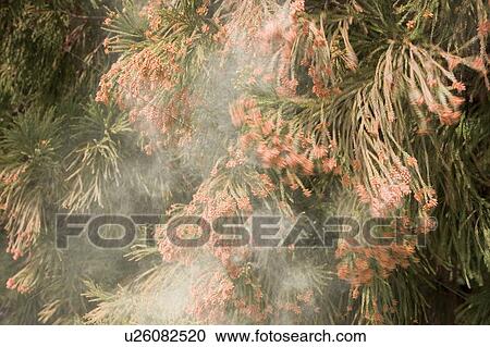 ヒマラヤスギの 木 解放 花粉 ストックイメージ U2605 Fotosearch