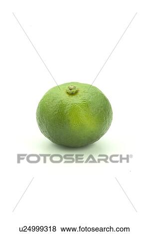Stock Photo - A Citrus Depressa. Fotosearch