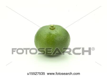 Stock Photography - A Citrus Depressa. Fotosearch