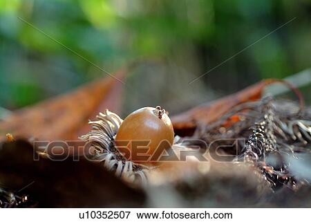 Acorn on the ground View Large Photo Image Stock Photo - Acorn on the ground. Fotosearch