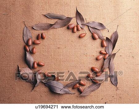 Acorns and Autumn leaves arranged in a circle View Large Photo Image Stock Image - Acorns and Autumn leaves arranged in a circle. Fotosearch