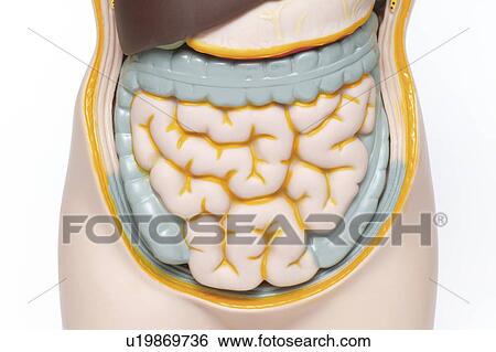 Anatomical model displaying the large and small intestine View Large Photo Image Stock Photograph - Anatomical model displaying the large and small intestine. Fotosearch