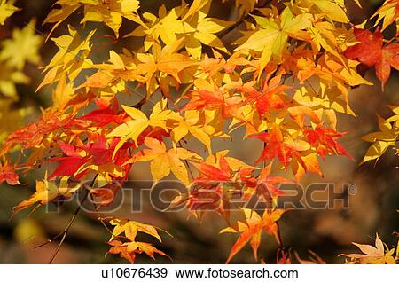 Stock Photo - Autumn foliage . Fotosearch