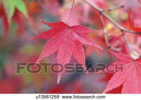 Stock Photo - Autumn foliage . Fotosearch
