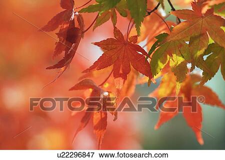 Stock Photo - Autumn foliage. Fotosearch