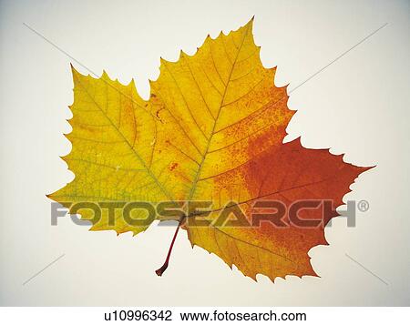 Autumn leaf from a Plane tree View Large Photo Image Stock Image - Autumn leaf from a Plane tree. Fotosearch