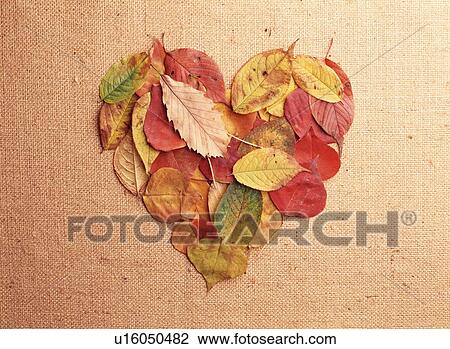 Stock Image - Autumn leaves arranged into a heart shape. Fotosearch