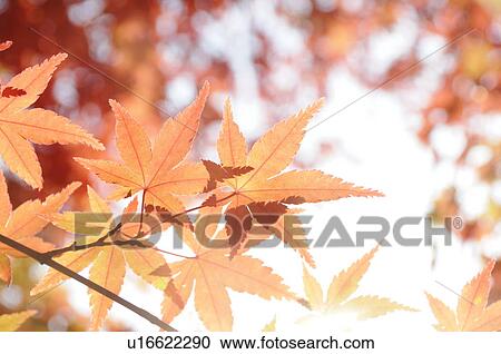 Autumn Leaves View Large Photo Image Stock Image - Autumn Leaves. Fotosearch