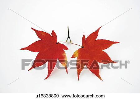 Stock Image - Autumn leaves. Fotosearch