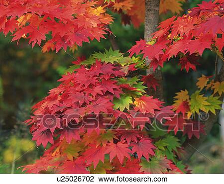 Stock Image - Autumn leaves. Fotosearch