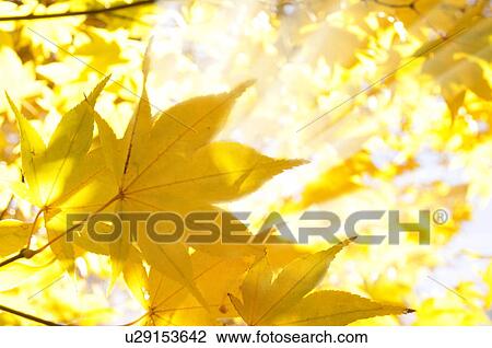 Stock Image - Autumn Leaves. Fotosearch
