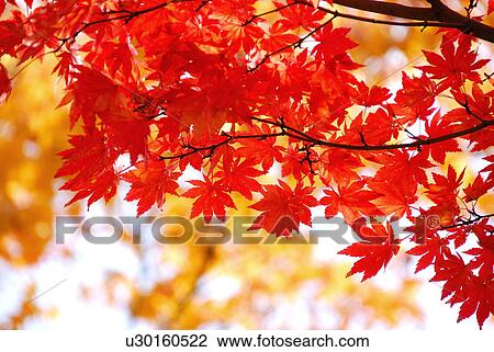 Autumn leaves View Large Photo Image Stock Image - Autumn leaves. Fotosearch