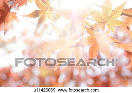 Autumn Leaves View Large Photo Image Stock Photo - Autumn Leaves. Fotosearch