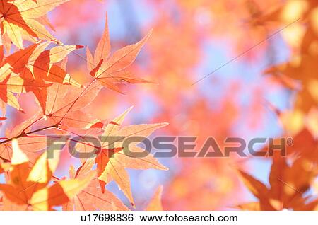 Autumn Leaves View Large Photo Image Stock Photograph - Autumn Leaves. Fotosearch