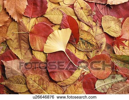 Autumn leaves View Large Photo Image Stock Photograph - Autumn leaves. Fotosearch