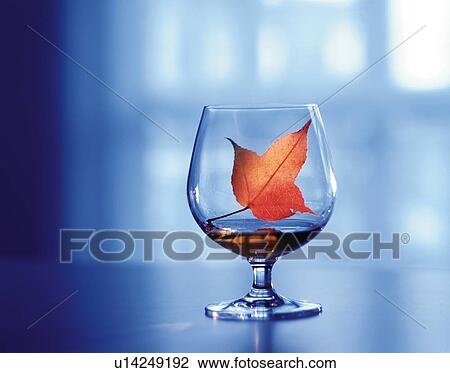 Stock Image - Autumn maple leaf in a brandy glass. Fotosearch