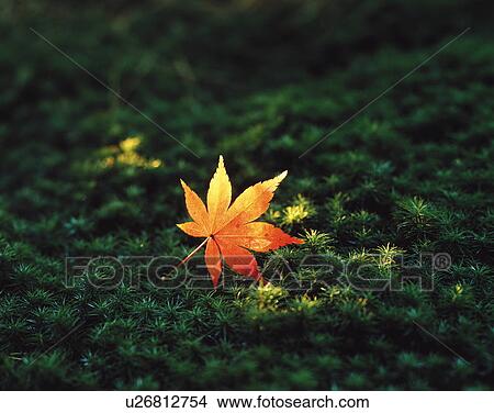 Autumn Maple leaf on moss View Large Photo Image Picture - Autumn Maple leaf on moss. Fotosearch