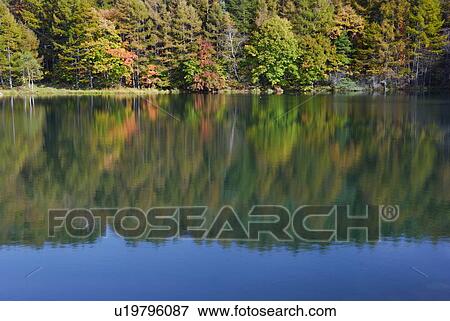 Stock Photo - Autumn Trees Reflected in Water, Tateshina, Nagano, Japan. Fotosearch