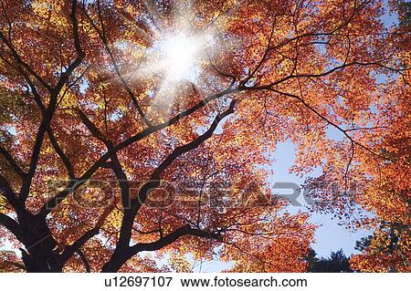 Autumnal leaves View Large Photo Image Stock Photo - Autumnal leaves. Fotosearch