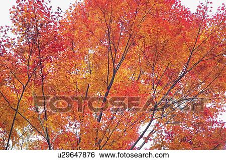 Stock Photograph - Autumnal leaves. Fotosearch