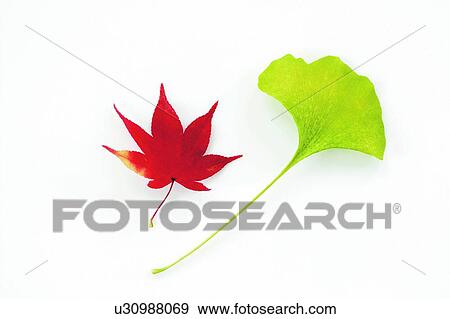 Stock Photo - Autumnal maple leaf and a gingko leaf. Fotosearch