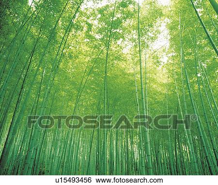Bamboo forest, Kyoto Prefecture, Japan View Large Photo Image Stock Photograph - Bamboo forest, Kyoto Prefecture, Japan. Fotosearch