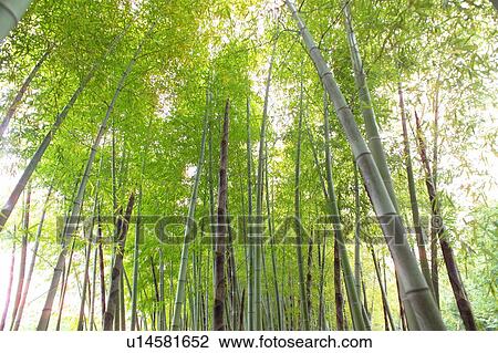 Stock Image - Bamboo forest. Fotosearch