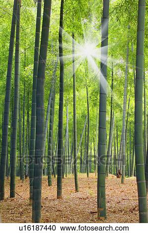 Bamboo forest View Large Photo Image Stock Image - Bamboo forest. Fotosearch