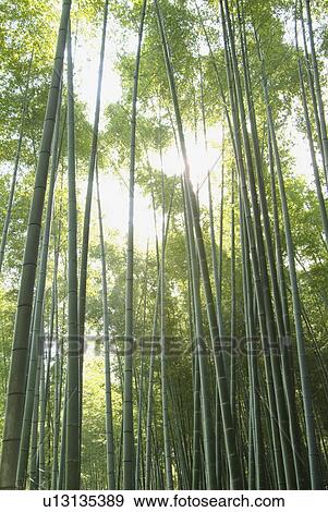 Bamboo forest View Large Photo Image Stock Photo - Bamboo forest. Fotosearch
