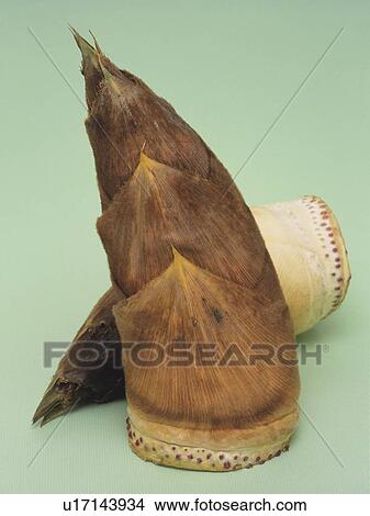Picture - Bamboo shoots. Fotosearch