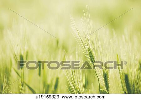 Barley crops View Large Photo Image Stock Photo - Barley crops. Fotosearch