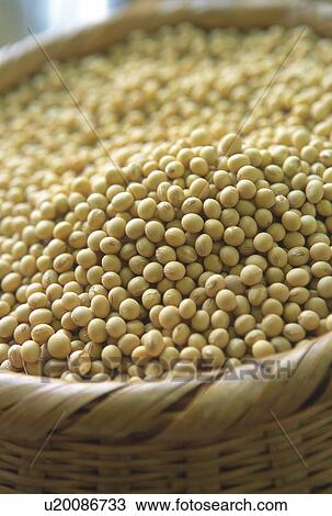Stock Image - Basket of soybeans. Fotosearch