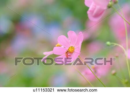 Stock Image - Bee pollinating cosmos flower. Fotosearch