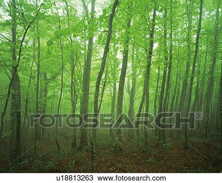 Stock Image - Beech forest shrouded in fog, Towada, Aomori Prefecture, Japan. Fotosearch