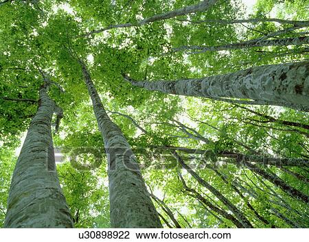Beech forest View Large Photo Image Stock Image - Beech forest. Fotosearch