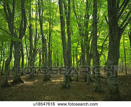 Stock Photograph - Beech forest. Fotosearch