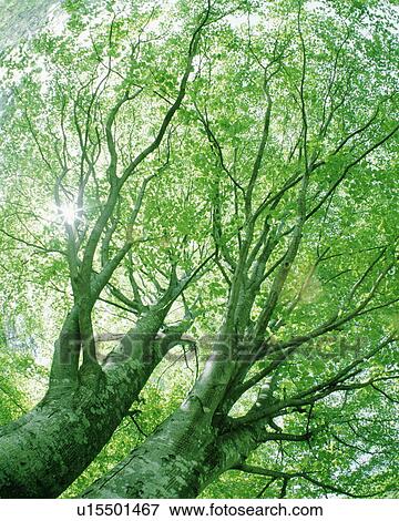 Stock Photo - Beech tree. Fotosearch