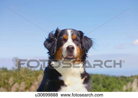 Stock Photo - Bernese mountain dog. Fotosearch