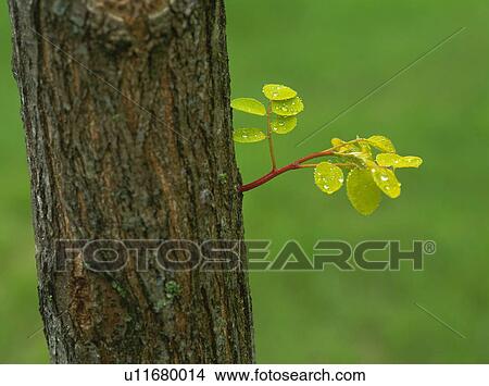 Black locust tree growing a new branch View Large Photo Image Picture - Black locust tree growing a new branch. Fotosearch