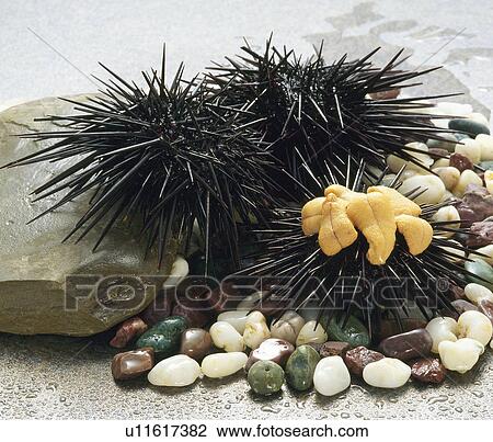 Black sea urchins View Large Photo Image Stock Image - Black sea urchins. Fotosearch