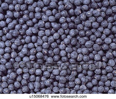 Stock Photograph - Black soybeans. Fotosearch