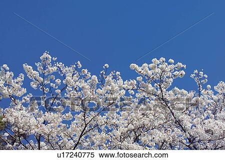 Stock Photography - Blossoming cherry tree. Fotosearch